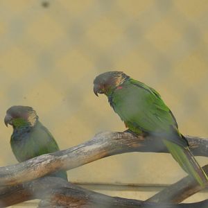 White-eared parakeet - Belo Horizonte zoo