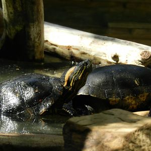 Yellow-eared slider - Belo Horizonte zoo