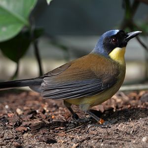Blue-crowned laughingthrush (Garrulax courtoisi)