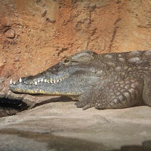 Western Nile crocodile (Crocodylus niloticus chamses)