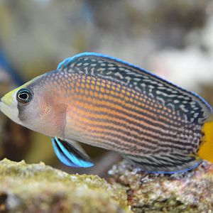 Splendid dottyback (Manonichthys splendens)