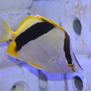 Bank butterflyfish (Prognathodes aya)