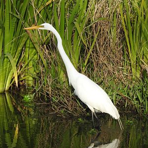 Great Egret, American (Ardea alba egretta)