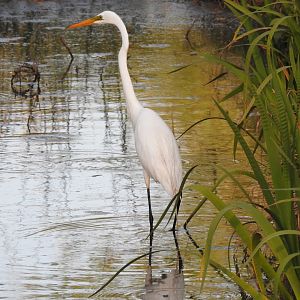 Great Egret, American (Ardea alba egretta)