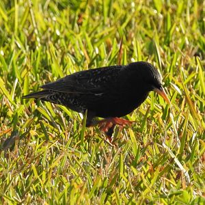 European Starling (Sturnus vulgaris)