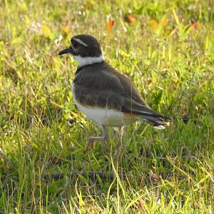 Killdeer (Charadrius vociferus)