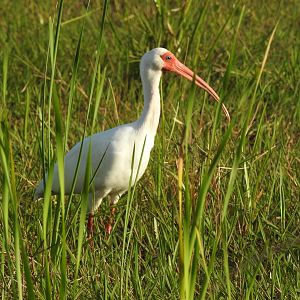 White Ibis (Eudocimus albus)