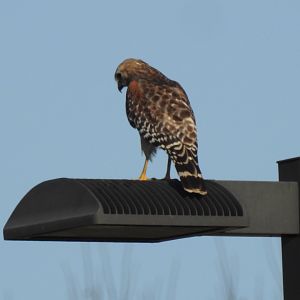 Red-shouldered Hawk (Buteo lineatus)