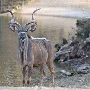 Greater Kudu
