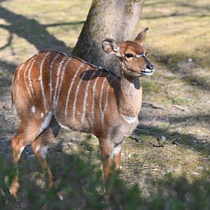 Lowland Nyala