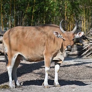 Javan Banteng