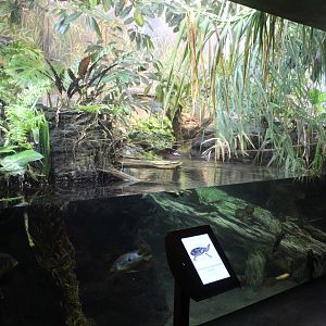 Floodplain Tank - Amazon Rising