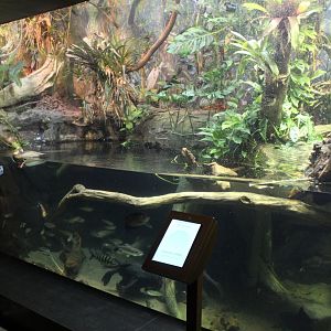 Floodplain Tank - Amazon Rising