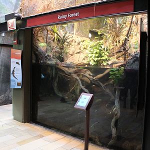 Rainy Forest Tank - Amazon Rising