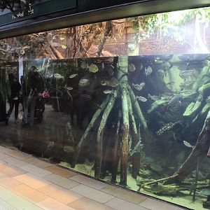 Flooded Forest - Amazon Rising