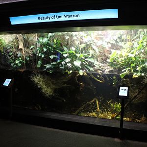 Beauty of the Amazon Tank - Amazon Rising