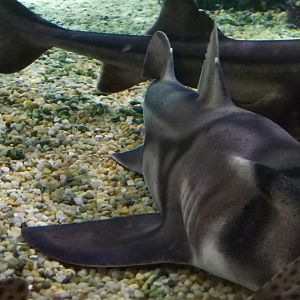 Port Jackson Shark