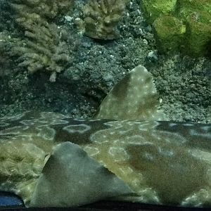 Japanese Wobbegong