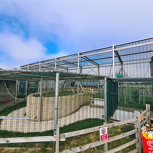 Lemur walkthrough, Wolds Wildlife Park