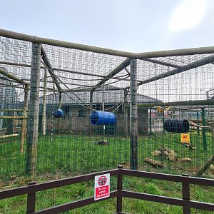 Capuchin exhibit, Wolds Wildlife Park