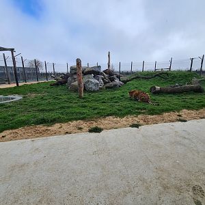 New Tiger exhibit, Wolds Wildlife Park