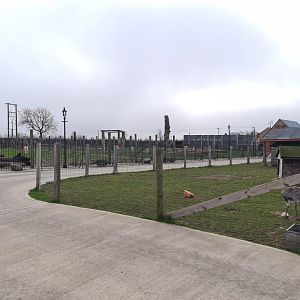 Bennett's Wallaby and Rhea exhibit, Wolds Wildlife Park