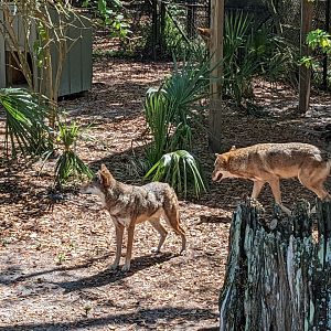 Red wolves (habitat #1)