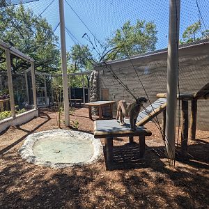 Florida panther (habitat #1)