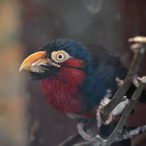 Bearded barbet