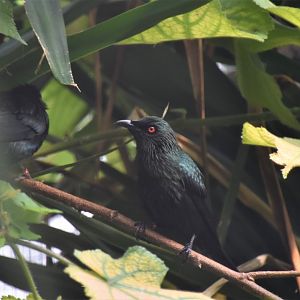 Asian glossy starling