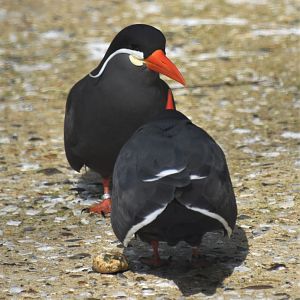 Inca tern
