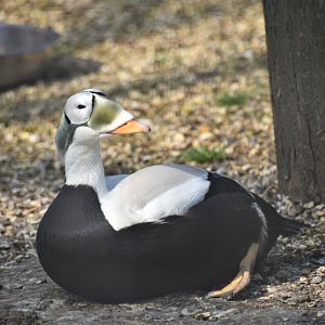 Spectacled eider