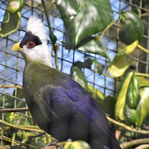 White-crested turaco