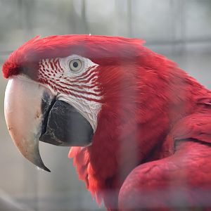 Green winged macaw portrait