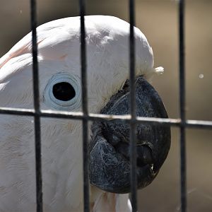 Moluccan cockatoo portrait