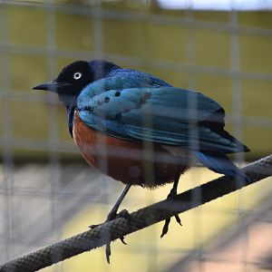 Superb starling