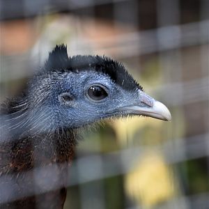 Great argus portrait