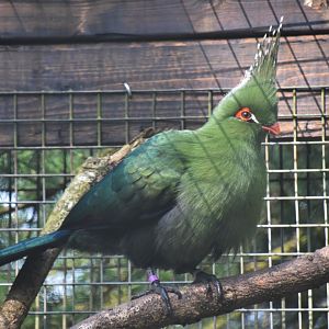 Schalow's turaco