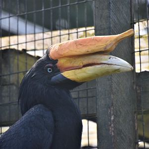 Javan rhinoceros hornbill