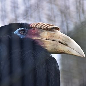 Blyth's hornbill