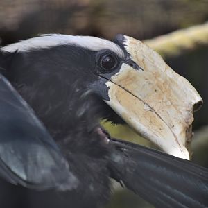 Black hornbill