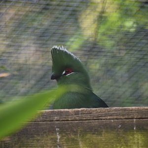Emin's turaco