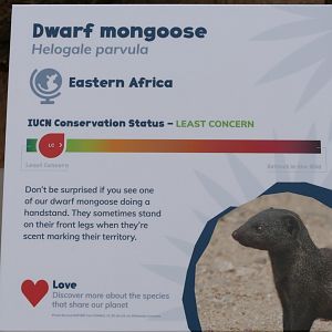 Dwarf Mongoose sign, March 2022