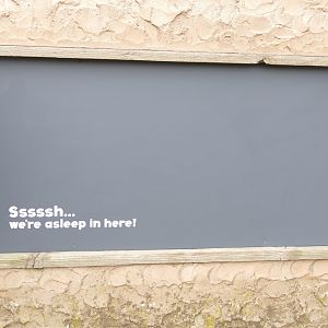 Dwarf Mongoose, March 2022