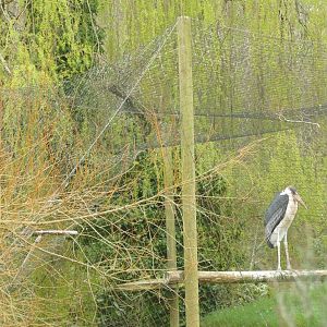 Marabou Stork and Grey Heron, March 2022