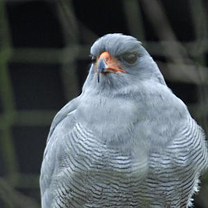 Pale-chanting Goshawk - Millets Falconry 2022