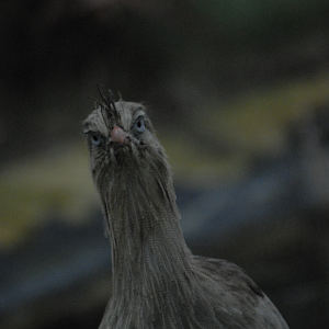 Profile of "Esteban" - Millets Falconry 2022