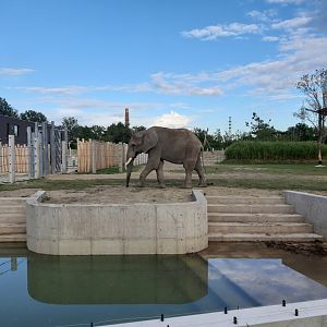 Elephant exhibit