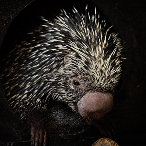Nicole the female Brazilian Porcupine