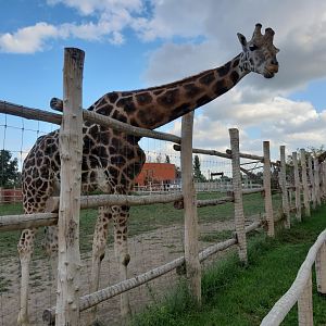 Rothschild giraffe